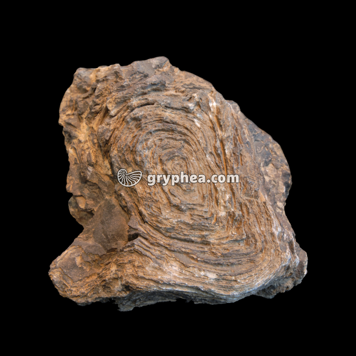 Stromatolite fossile - Précambrien - gryphea.com